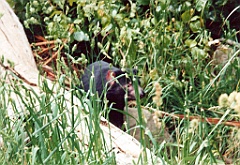 2000 - Australie 104T